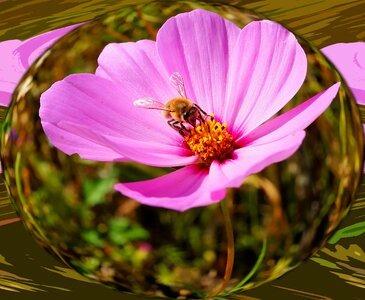 Close up pink wild flower