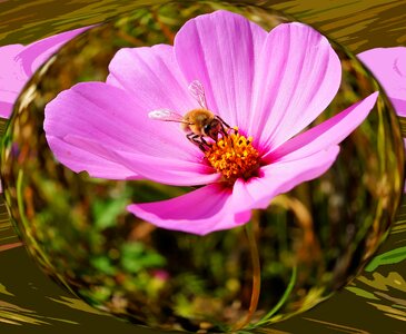 Close up pink wild flower photo