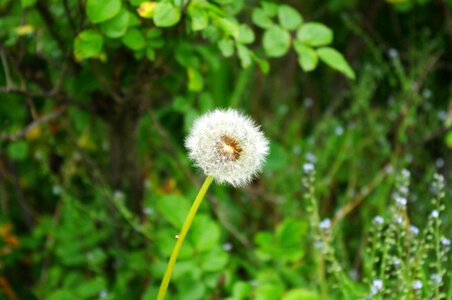 3 Dandelion