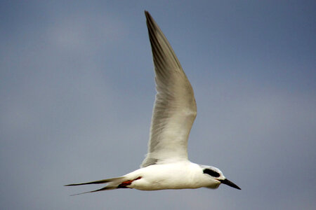 Common Tern in flight-2 photo