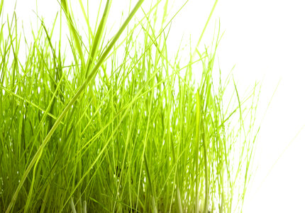 Grass photo