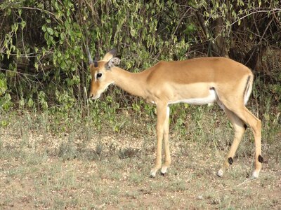 Gazelle savannah female
