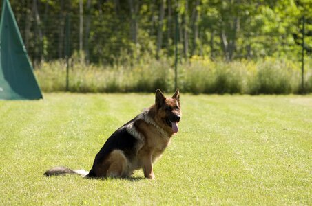 Sitting pet canine