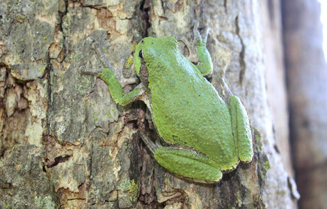 Gray Tree Frog photo