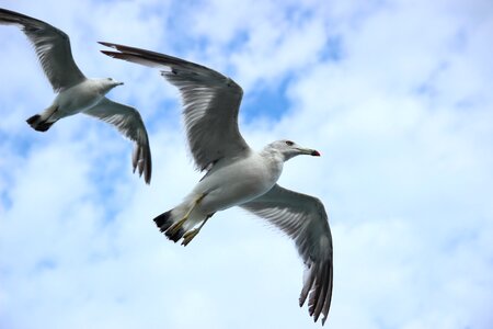 Wings gull bird photo