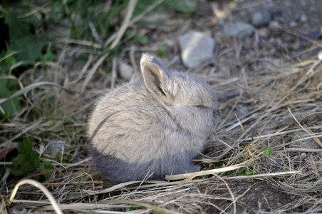 Nature cute wildlife photo