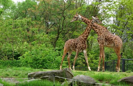 Giraffes - Pittsburgh Zoo photo