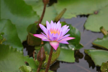 Petal bloom aquatic