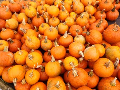 Fall halloween autumn