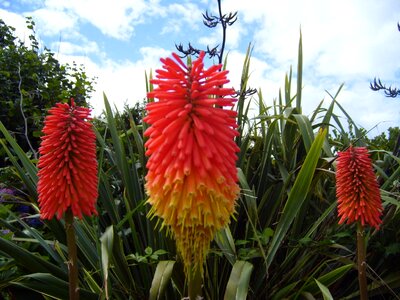 Australian flowers 
