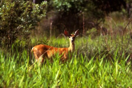 Deer female grass plants photo