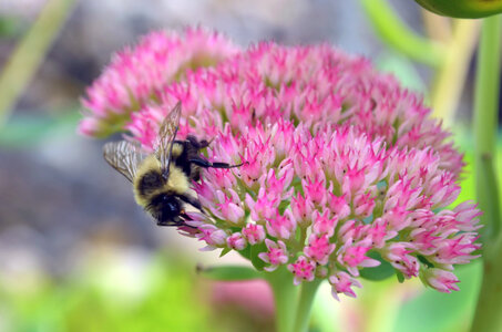Blumble bee on flower photo