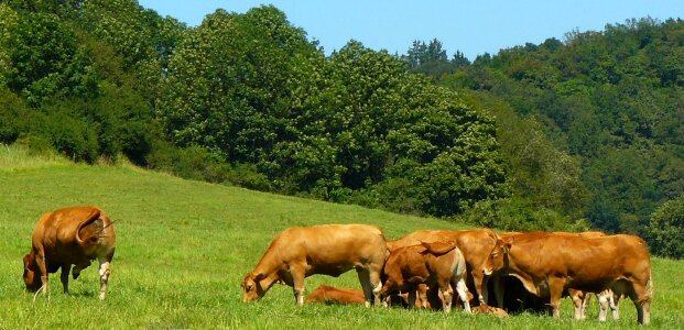 Animals cattle pasture