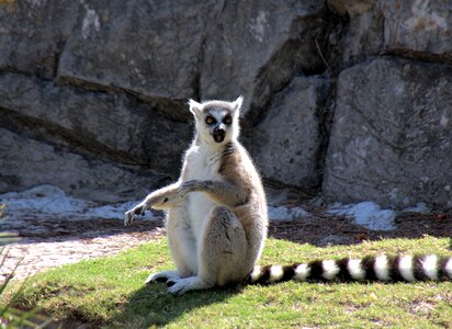 Nature cute mammal