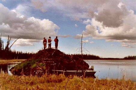Beaver cottage stand