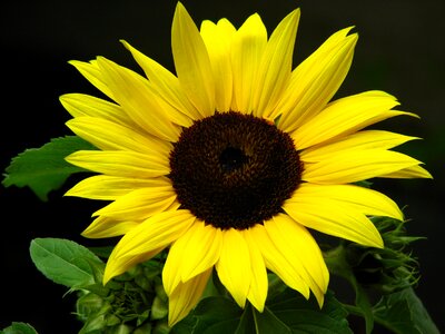 Yellow summer flower