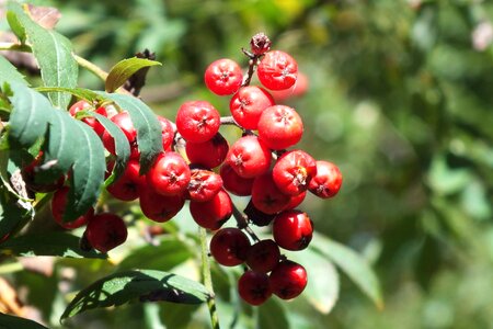 Berry branch currant photo