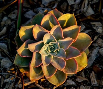 Rosette circle pattern photo