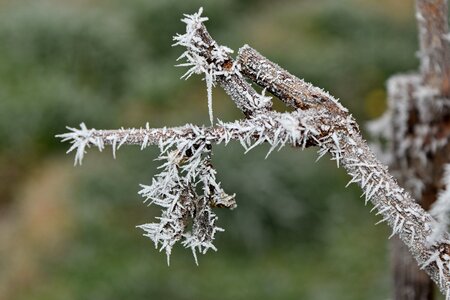 Frost frozen twig photo