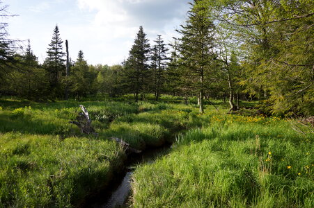 Canaan Valley, West Virginia Virginia photo