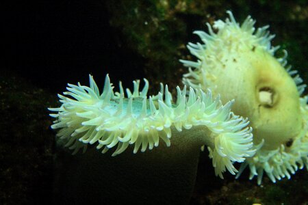 Reef sea water