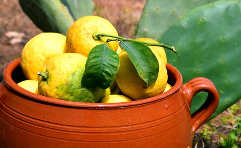 Beautiful Photo ceramic citrus