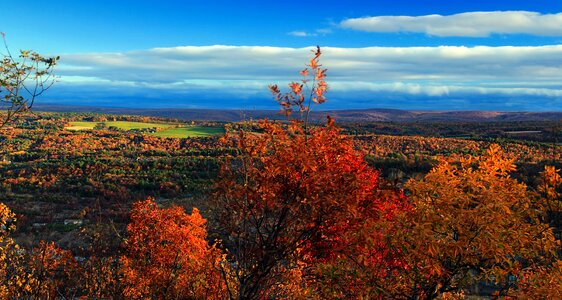 Forest landscape leaf
