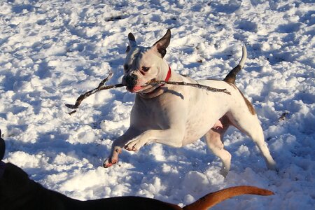 Canine dog adorable