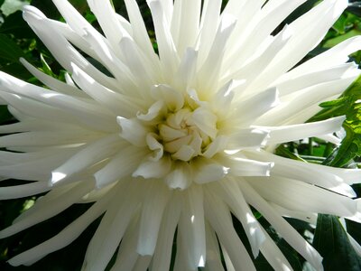 Flower blossom bloom