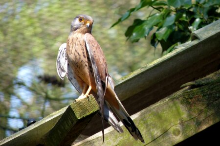 Raptor nature kestrel