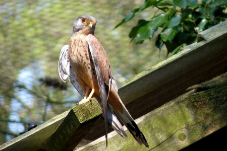 Raptor nature kestrel photo