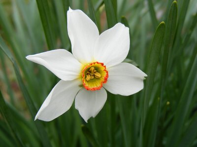 Narcissu single white