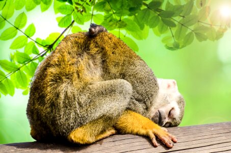 Squirrel rainforest tree