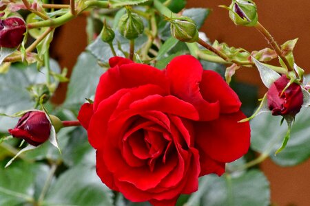 Beautiful Flowers flower garden horticulture