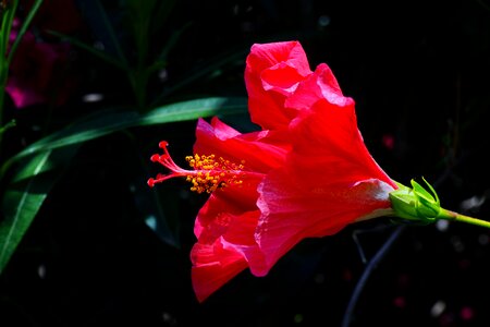 Bloom red marshmallow