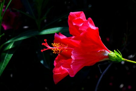 Bloom red marshmallow photo