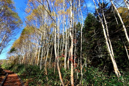 Birch branch branches photo