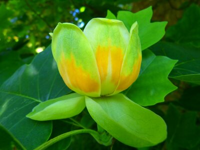 Tree tulip magnolia ornamental plant