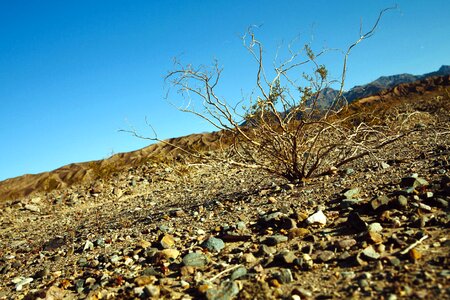 Barren bush desert photo