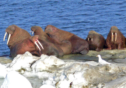 Walrus on Bering Sea Ice photo