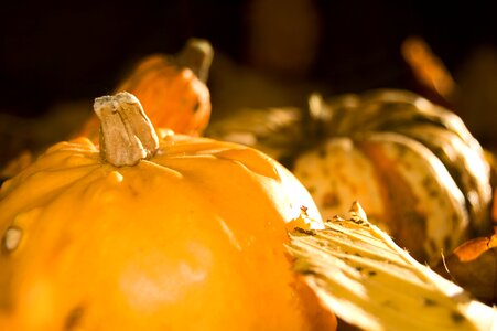 Pumpkins gourd harvest photo