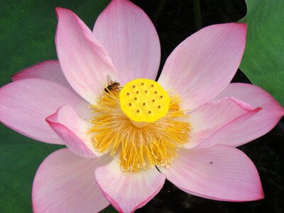 Water plant pond flowering