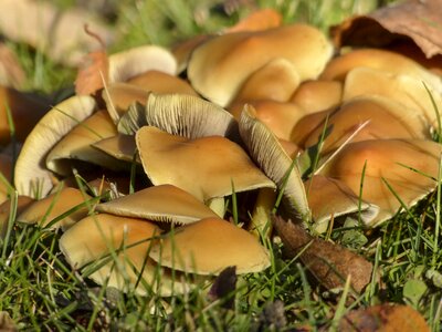 Nature plant toxic