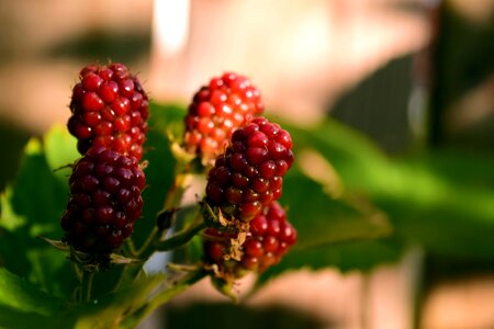 Berry blackberry calorie photo
