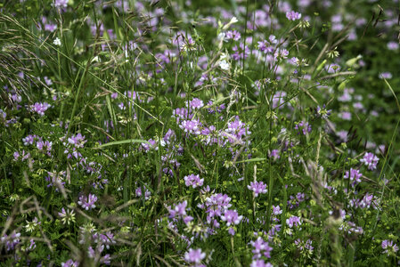 Grass and Purple Flowers at Goose Lake State Wildlife Area
