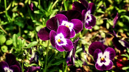 Spring lilac violet photo