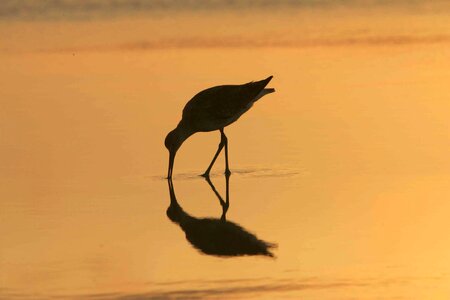 Feeding silhouette sandpiper