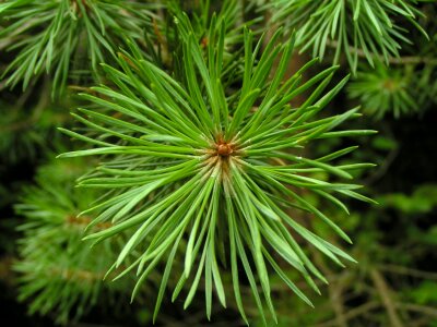 Leaves branches stems photo