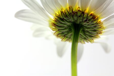 Blossom bloom flowers photo