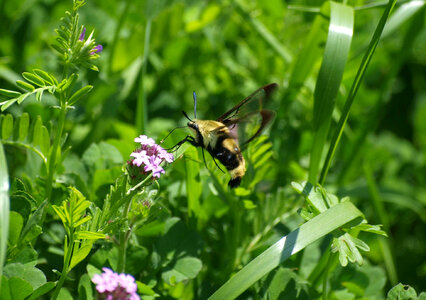 Snowberry Clearwing moth photo